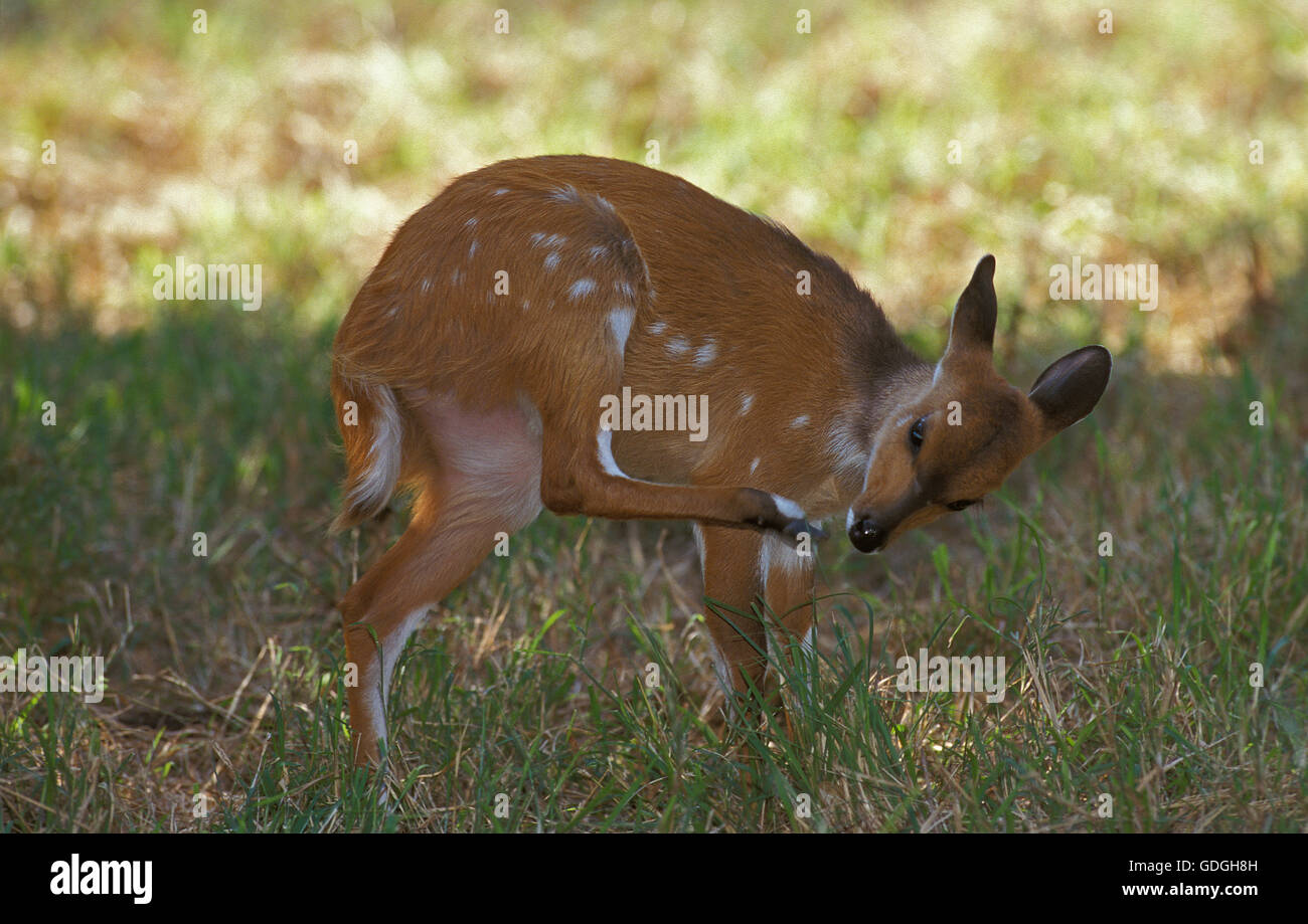 BUSHBUCK tragelaphus scriptus, giovani donne nel parco di Kruger, SUD AFRICA Foto Stock
