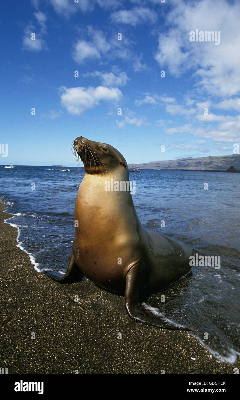 Le Galapagos pelliccia sigillo, arctocephalus galapagoensis, adulti sulla spiaggia, Isole Galapagos Foto Stock