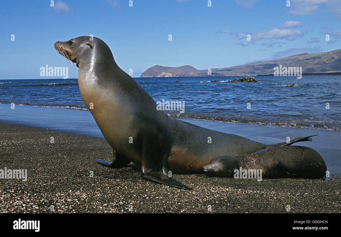 Le Galapagos pelliccia sigillo, arctocephalus galapagoensis, Madre con cucciolo sulla spiaggia, Isole Galapagos Foto Stock