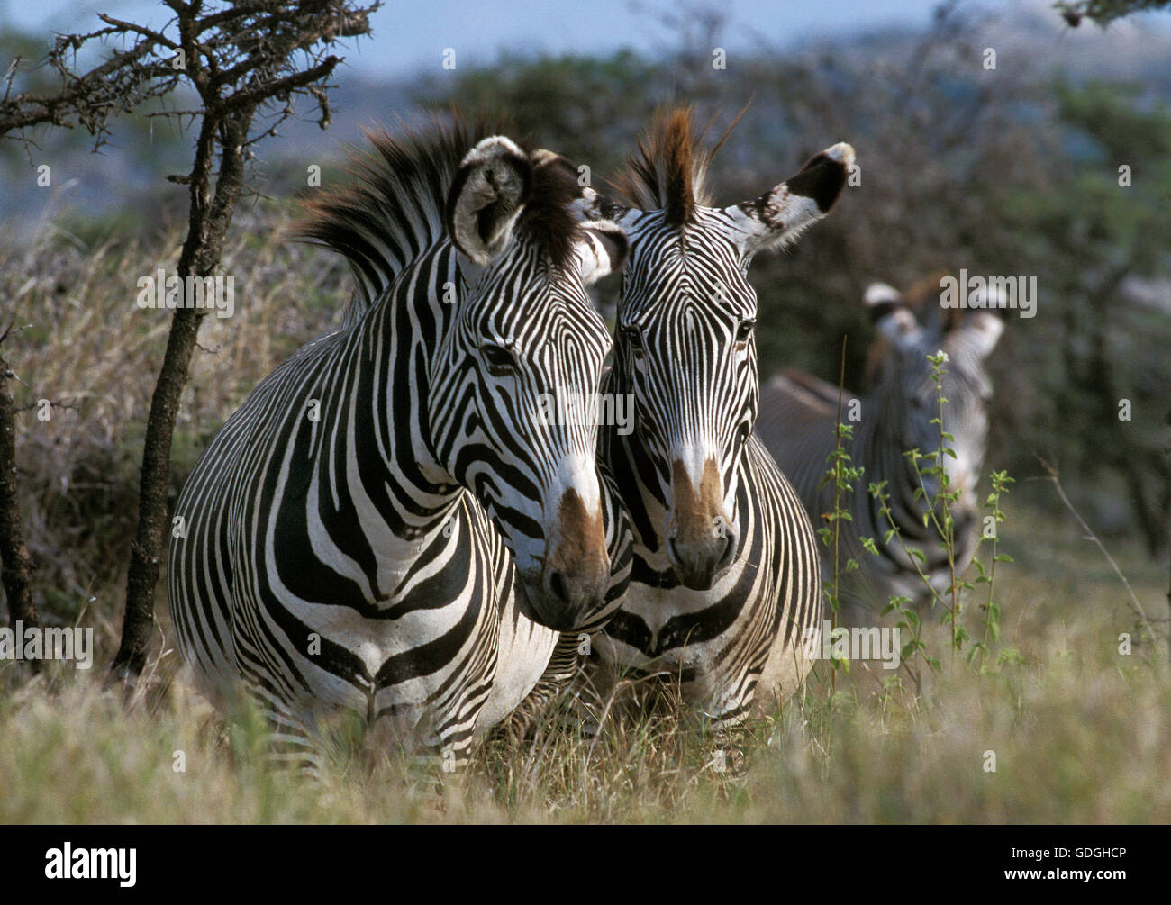Di GREVY ZEBRA Equus grevyi, SAMBURU PARK IN KENYA Foto Stock