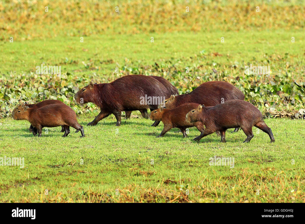 Capibara, hydrochoerus hydrochaeris, il roditore più grande al mondo, Los Lianos in Venezuela Foto Stock