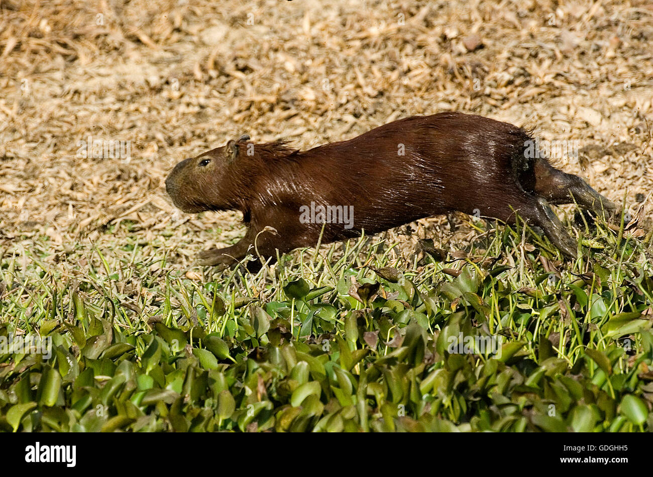 Capibara, hydrochoerus hydrochaeris, Los Lianos in Venezuela Foto Stock