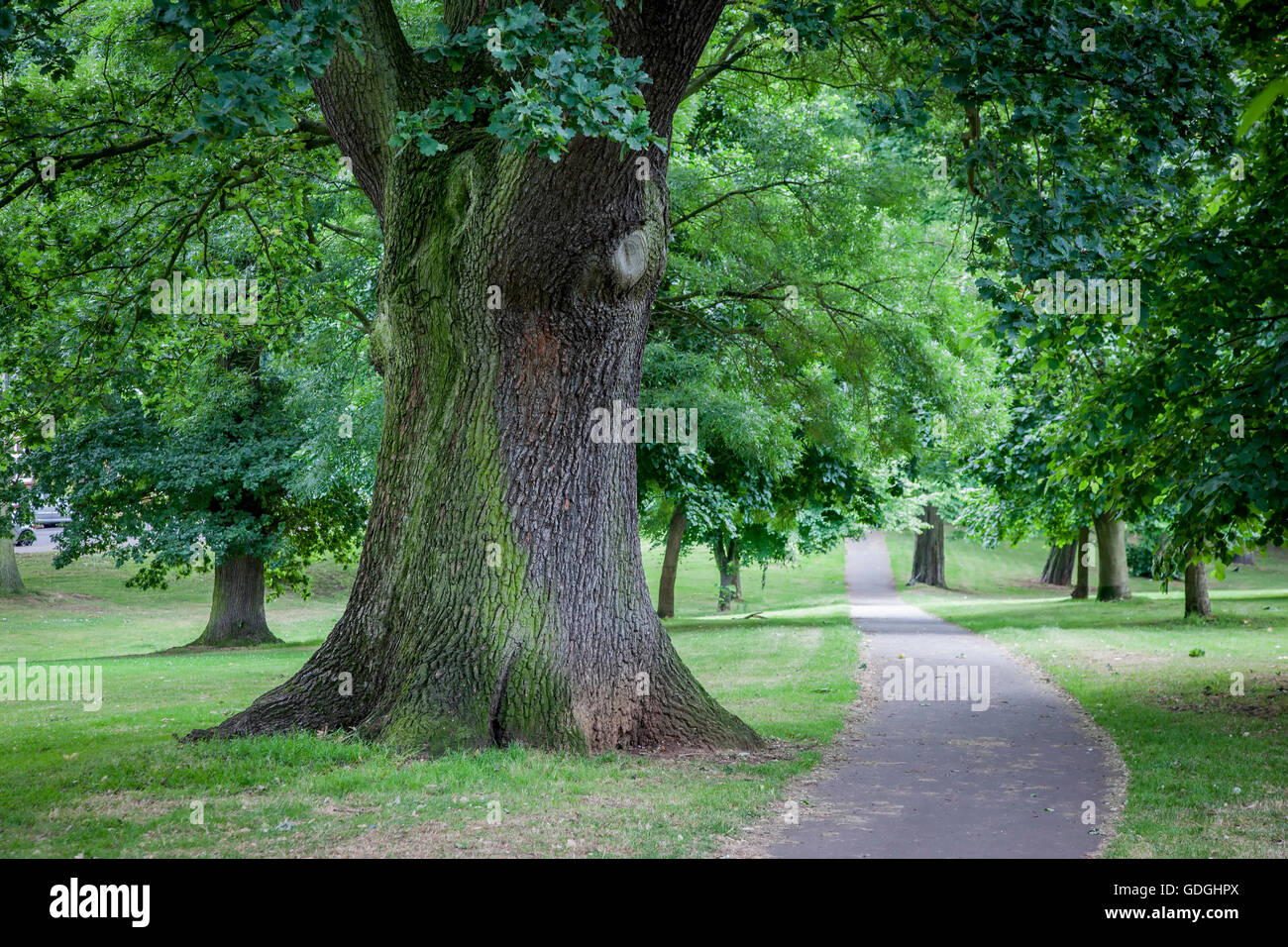 Tronco di una quercia. Quercus ropbur (Fagaceae) Abington Park, Northampton Foto Stock