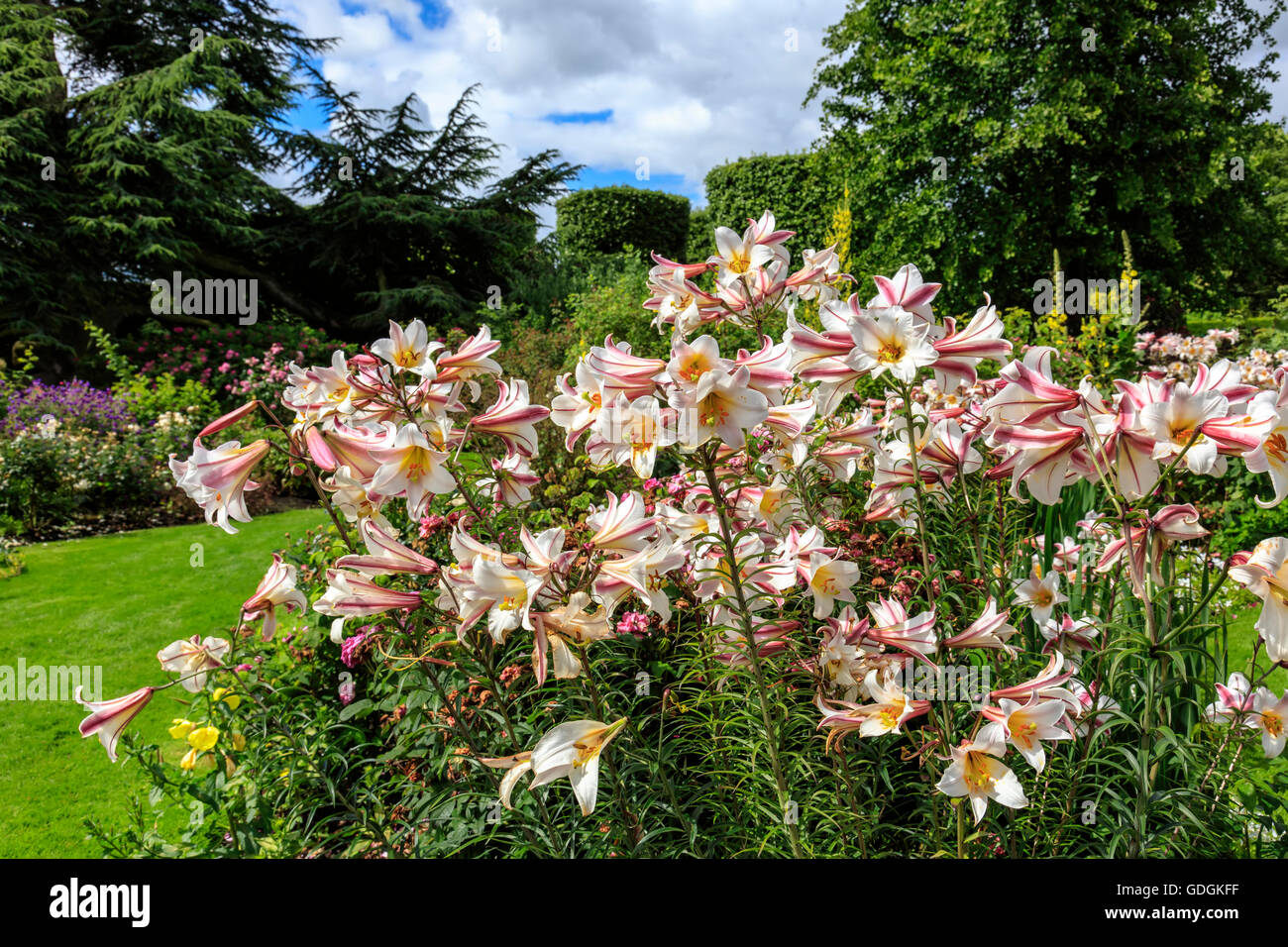 Tall fioritura del giglio in piante erbacee un confine di un giardino inglese. Foto Stock