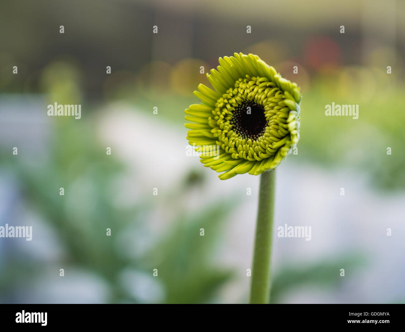 Green piccolo fiore sulla sfocatura dello sfondo del giardino Foto Stock
