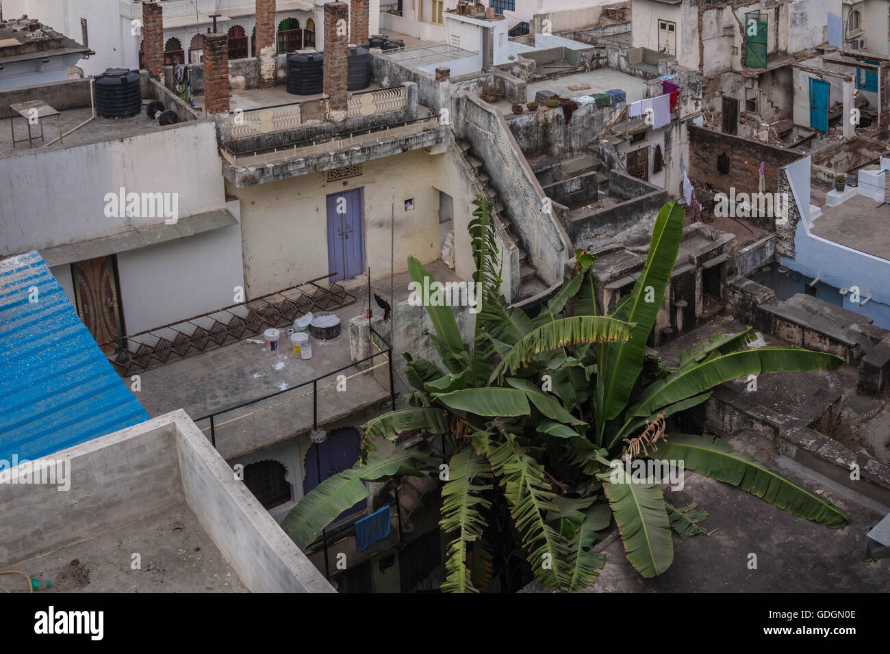 Sopravvivono piante di banana in una giungla di cemento in Udaipur, India Foto Stock