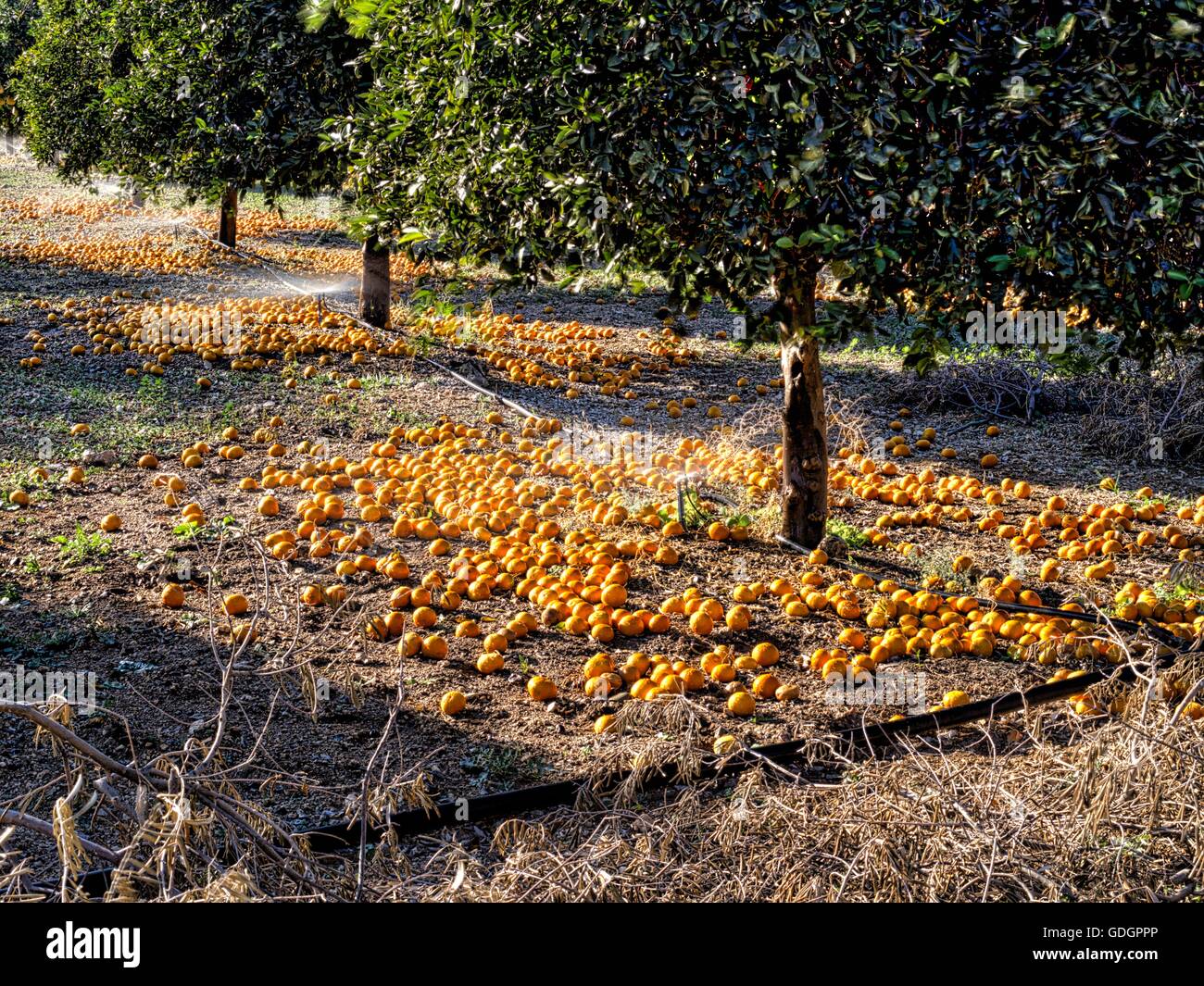 Aranceti di Cipro che sono state raccolte a perire e poi l'agricoltore è pagato fuori dall'UE. Foto Stock