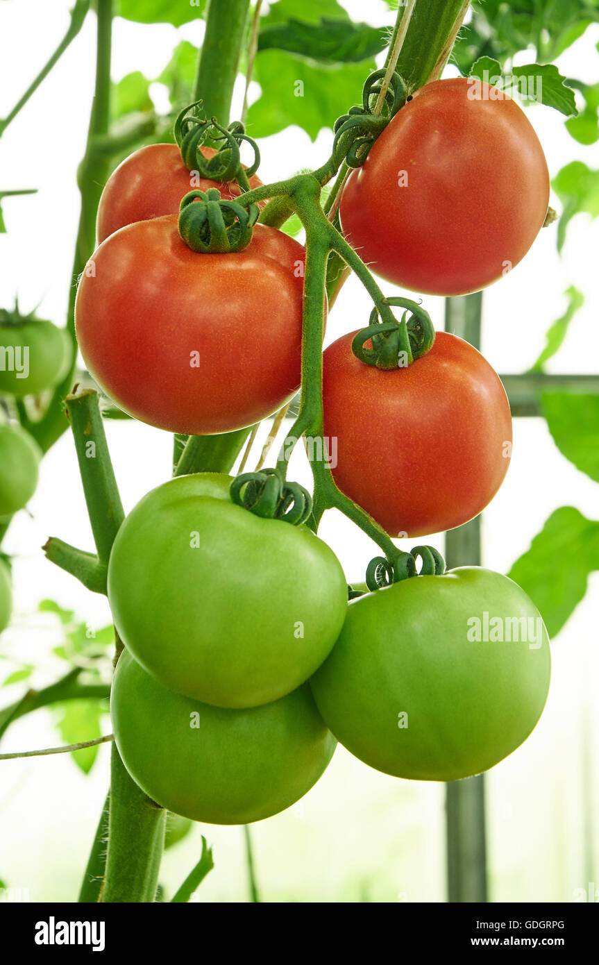 Ripe rosso e verde pomodori acerbi sullo stesso ramo Foto Stock