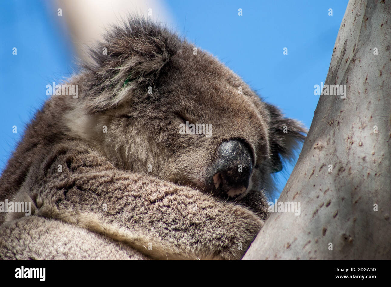 Il Koala su Kangaroo Island Foto Stock