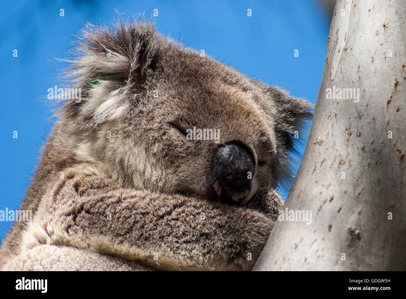 Il Koala su Kangaroo Island Foto Stock