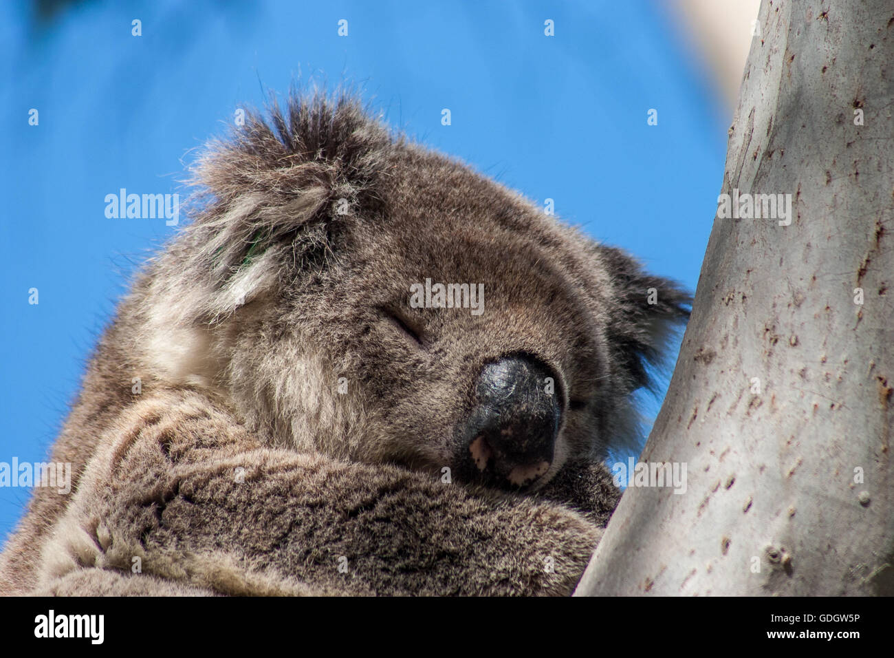 Il Koala su Kangaroo Island Foto Stock