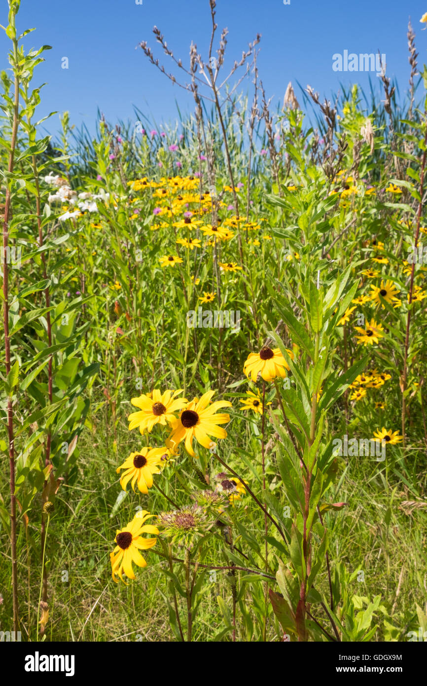 Un cavalletto di black-eyed Susans crescono sulle rive del Lago Bianco vicino a Whitehall, Michigan. Foto Stock