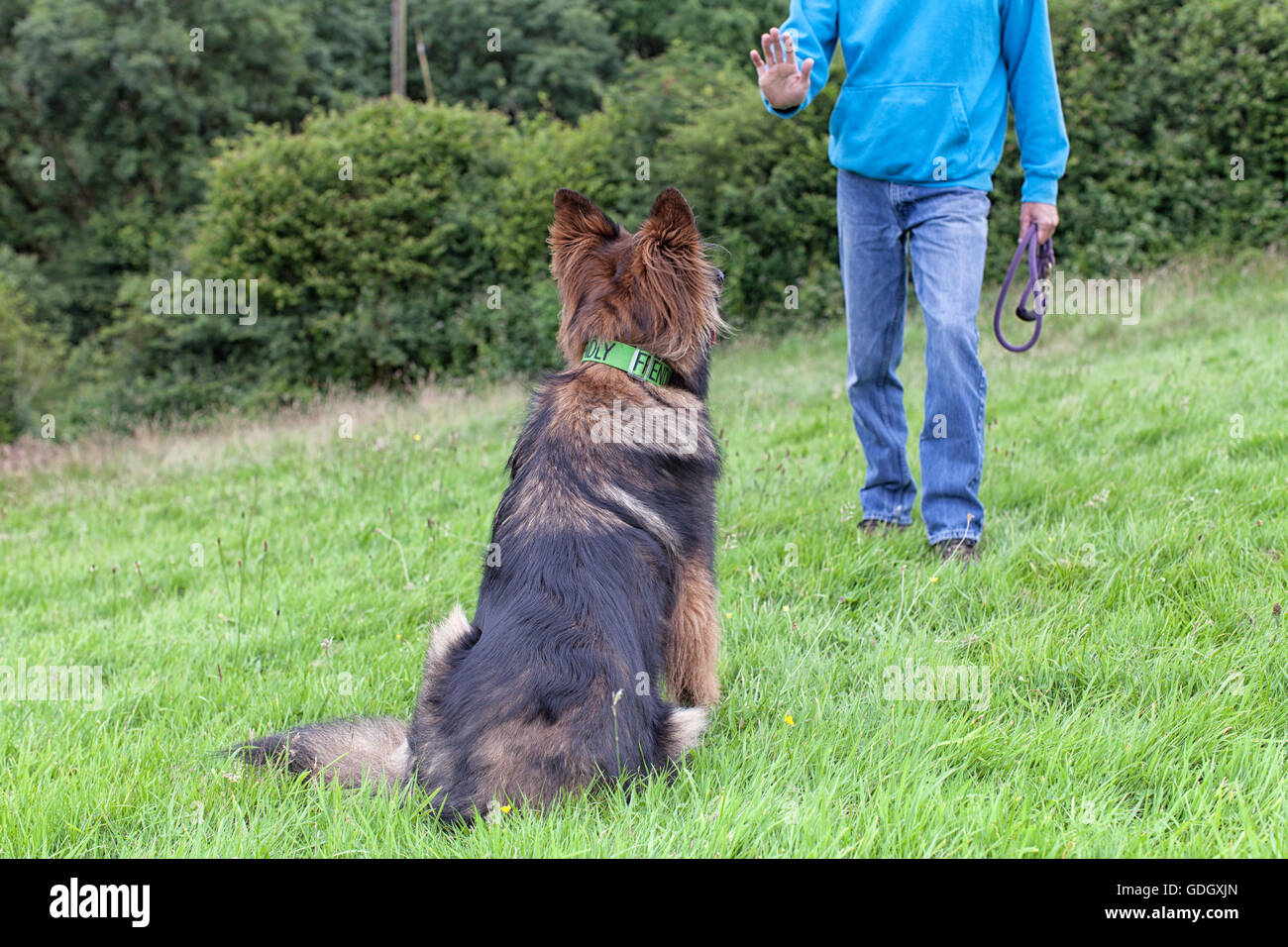 Pastore Tedesco cane con un collare sat sull'erba guardando al suo proprietario. Vista da dietro il cane. Foto Stock