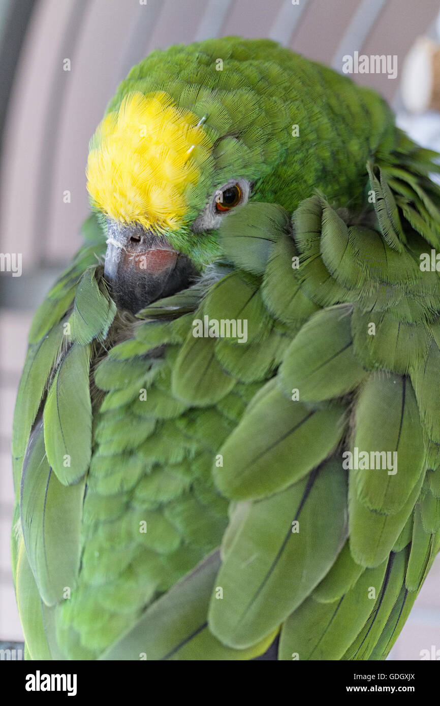 Colpo verticale di una sonnolenta pappagallo verde nella sua gabbia con la sua testa nella sua ala. Egli è un giallo coronata Amazon parrot. Foto Stock