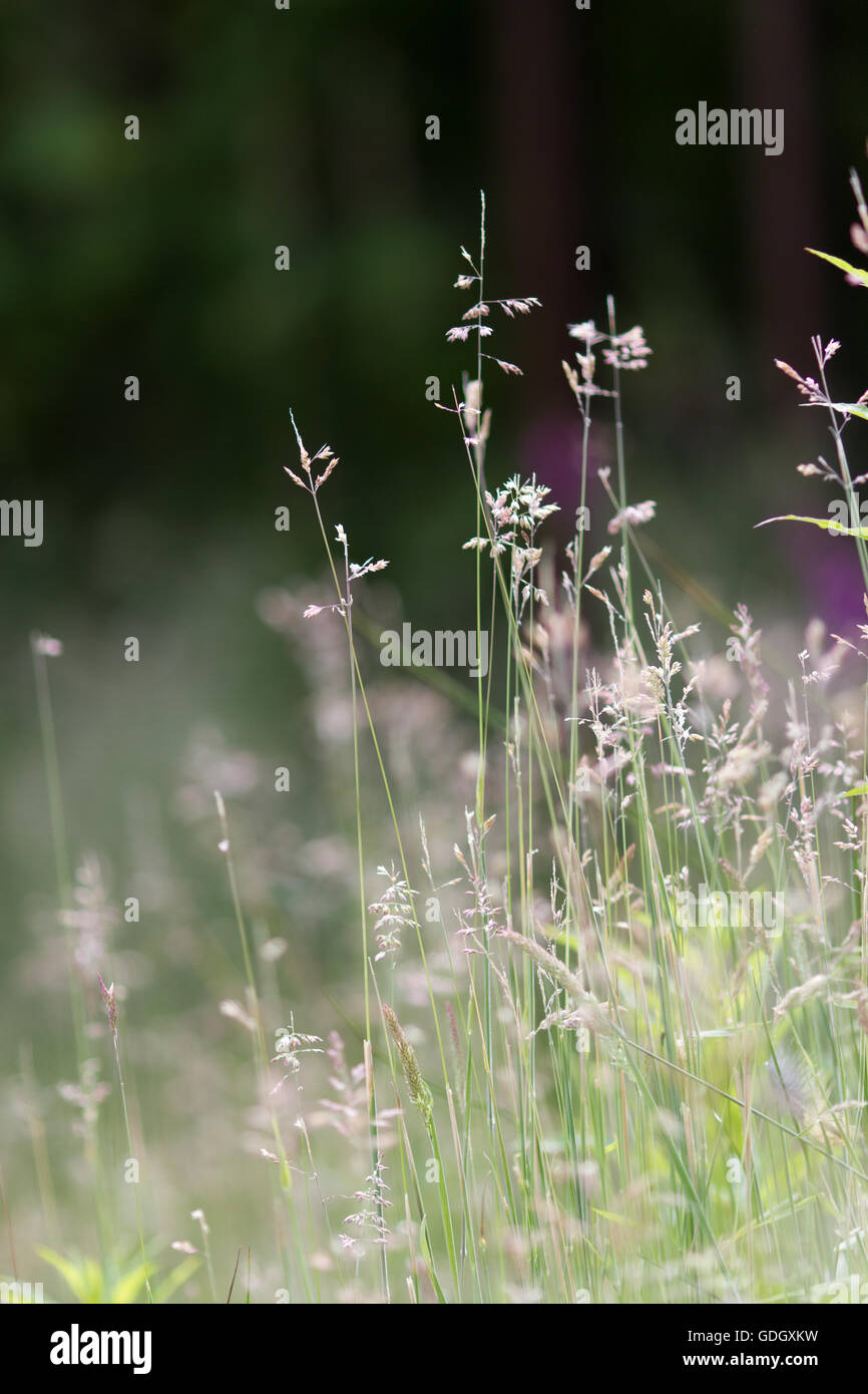 Colpo verticale di erba naturale fornendo una natura selvaggia come sfondo Foto Stock