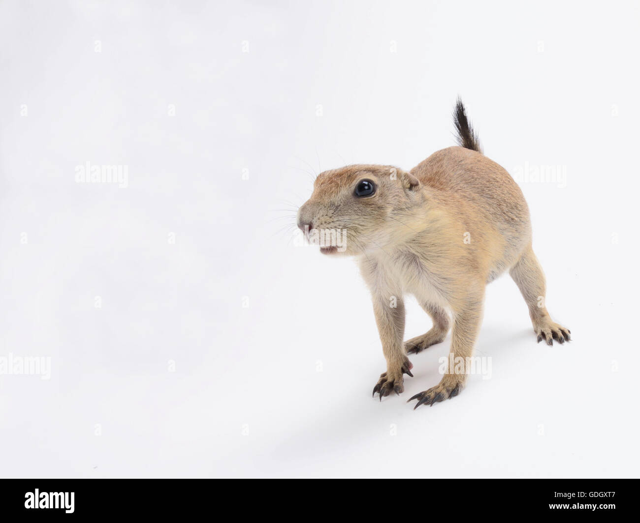 Nero-tailed prairie dog (Cynomys ludovicianus) Foto Stock