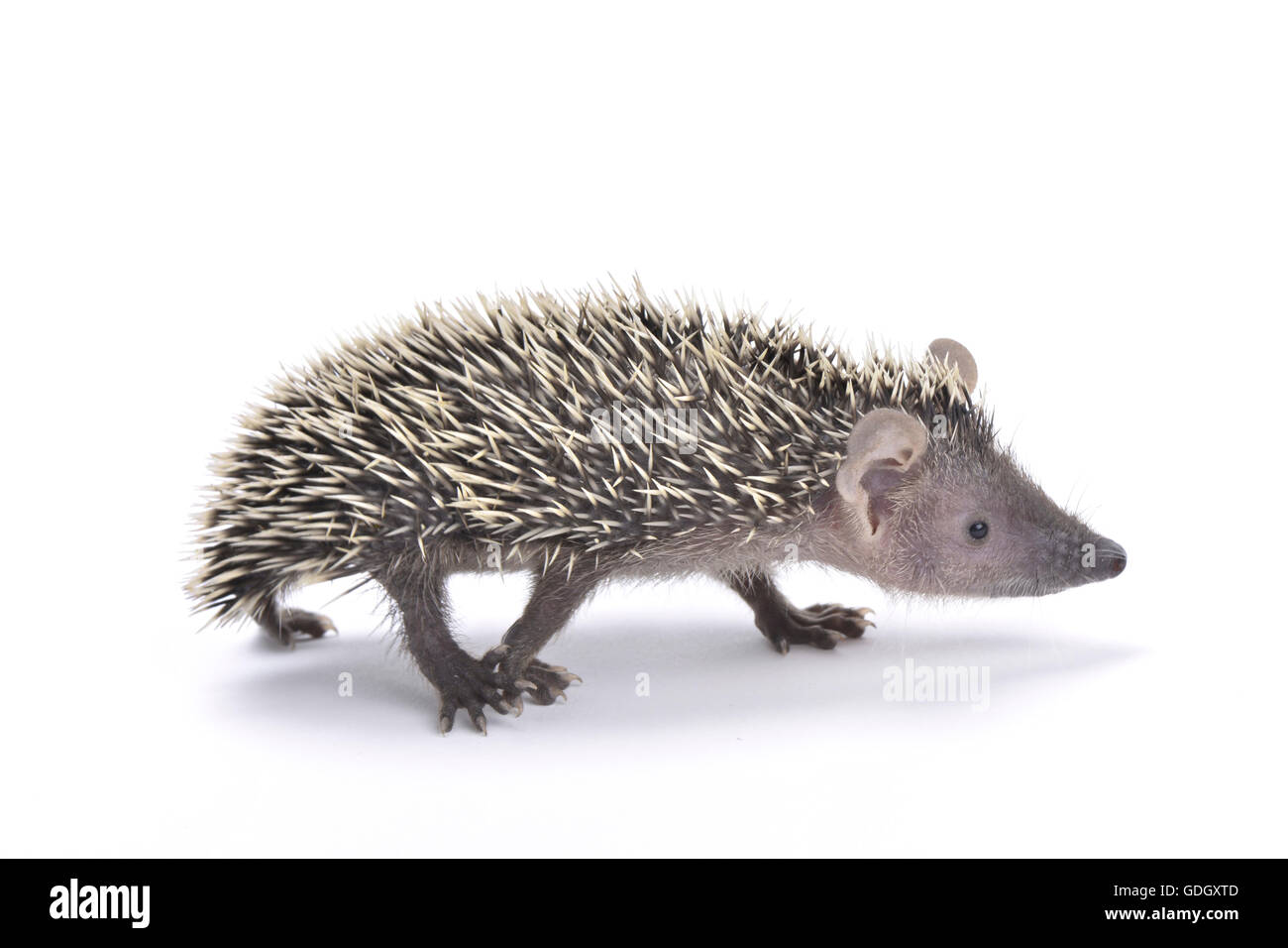 Minore tenrec hedgehog (Echinops telfairi) Foto Stock