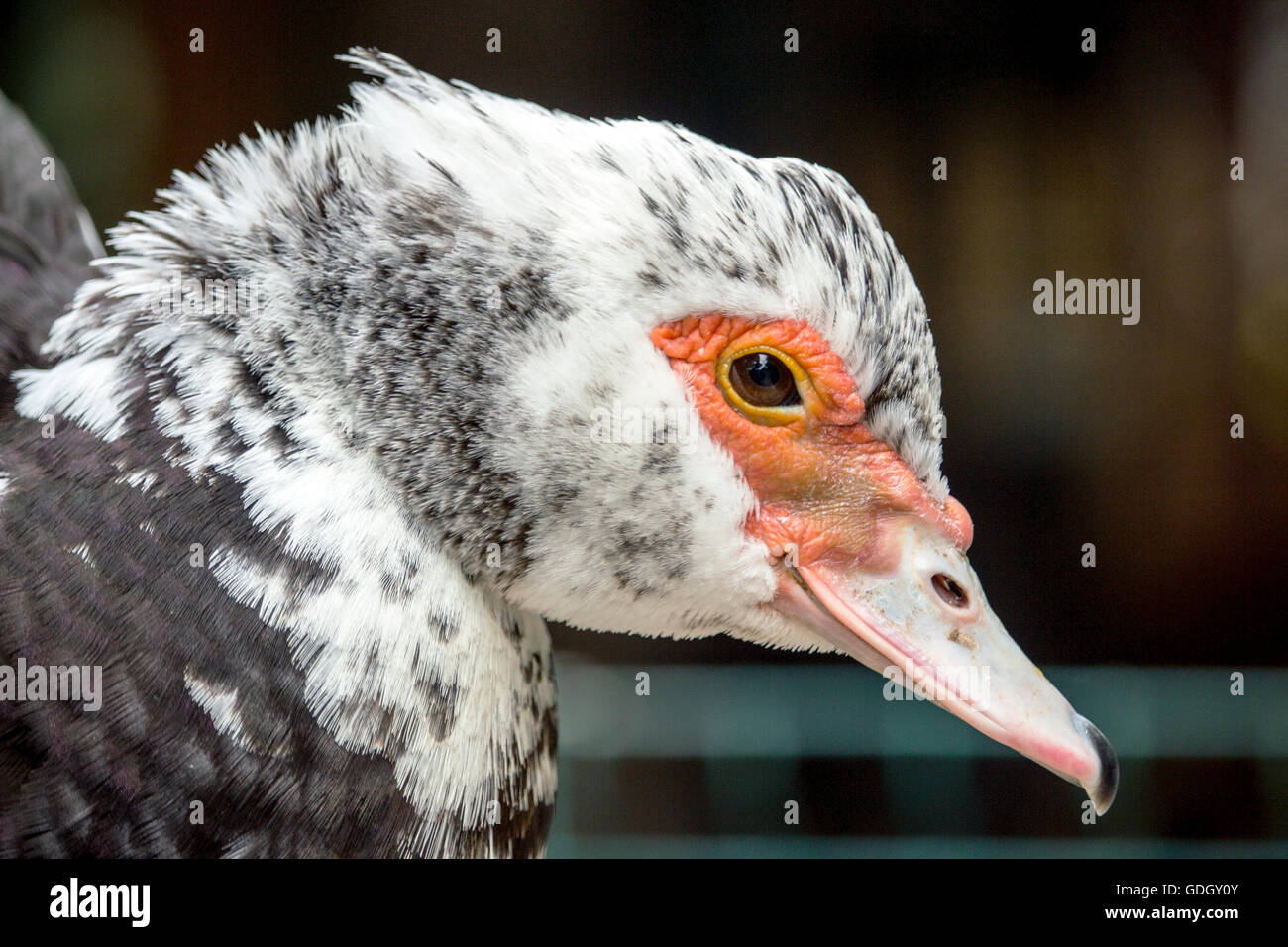 Budva, Montenegro - Ritratto di un anatra muta (Cairina moschata) Foto Stock