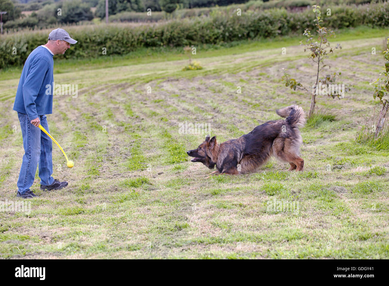 L'uomo facendo positivo di addestramento del cane con un pastore tedesco cane usando un giocattolo per una ricompensa. Foto Stock