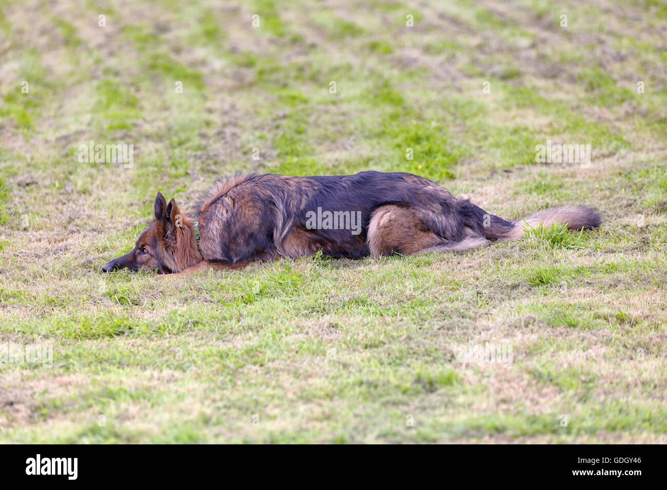 Pastore Tedesco cane sdraiati sull'erba in attesa di un comando, è vigile con gli occhi. Foto Stock