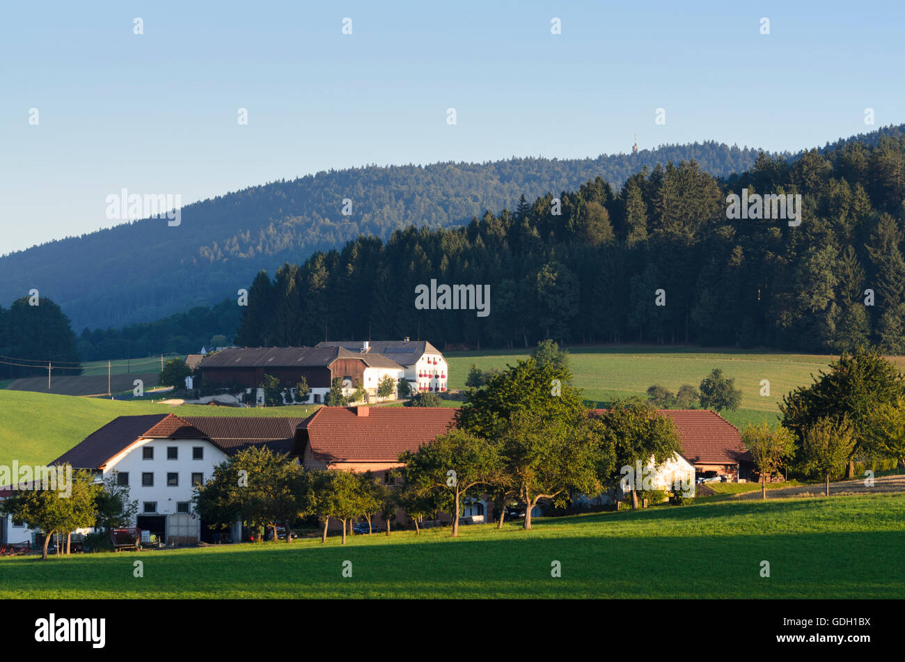 Atzesberg: Agriturismo Agriturismi agriturismo nella luce del mattino, vista monte Ameisberg, Austria, Oberösterreich, Austria superiore Foto Stock
