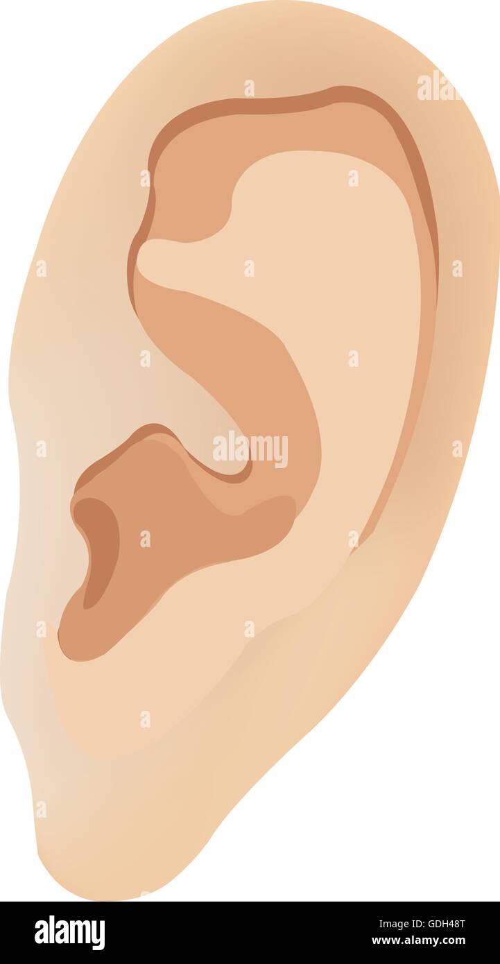 L'orecchio umano. Illustrazione Vettoriale