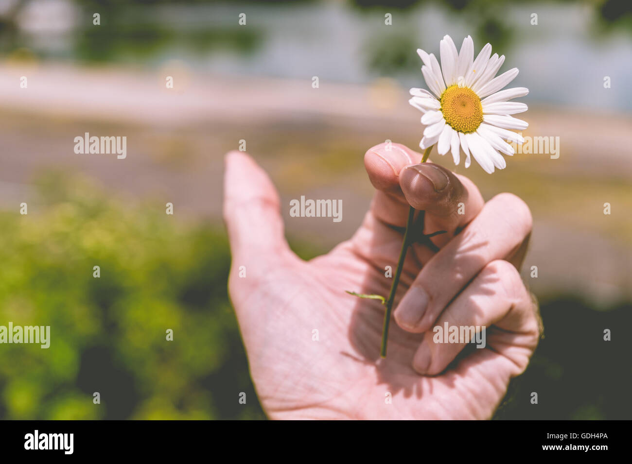 Smettere di fumare - La mano che regge un fiore invece di una sigaretta (effetto tonico) Foto Stock