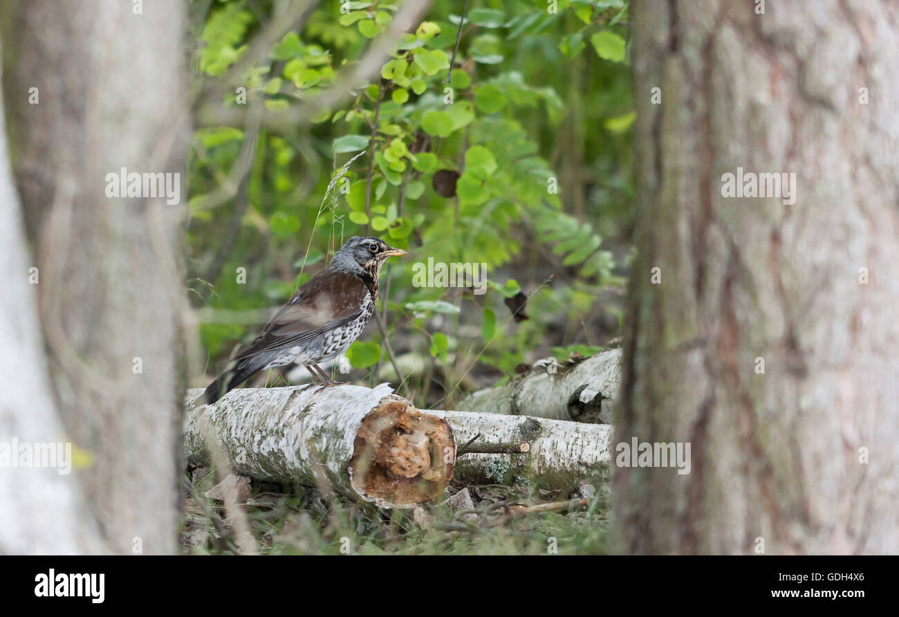Marroncina jay bird sedersi su un albero rotto il fascio in foresta Foto Stock