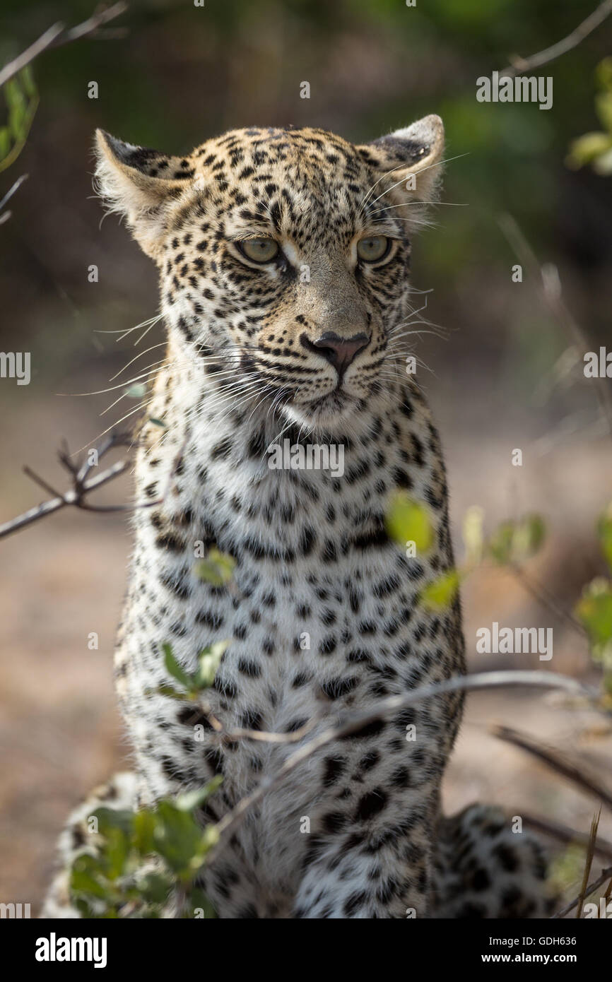 Udienza Leopard (Panthera pardus) mantenendo guardare, ritratto, Timbavati Game Reserve, Sud Africa Foto Stock