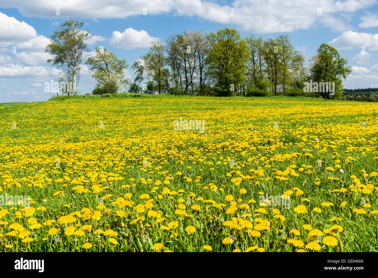 Paesaggio con alberi e molti giallo fiori di tarassaco (Taraxacum officinale), Cunnersdorf, Bassa Sassonia, Germania Foto Stock