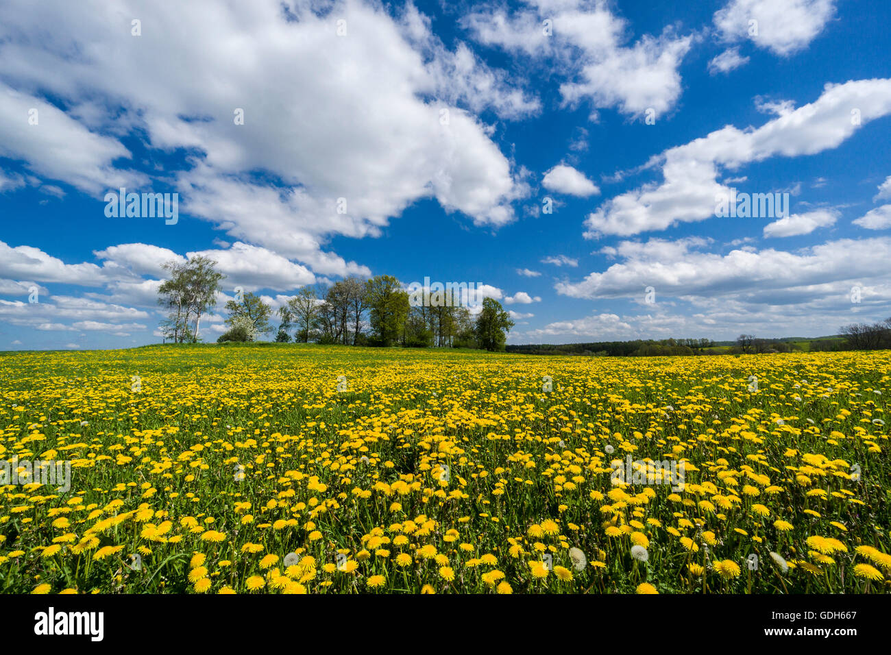 Paesaggio con alberi e molti giallo fiori di tarassaco (Taraxacum officinale), Cunnersdorf, Bassa Sassonia, Germania Foto Stock