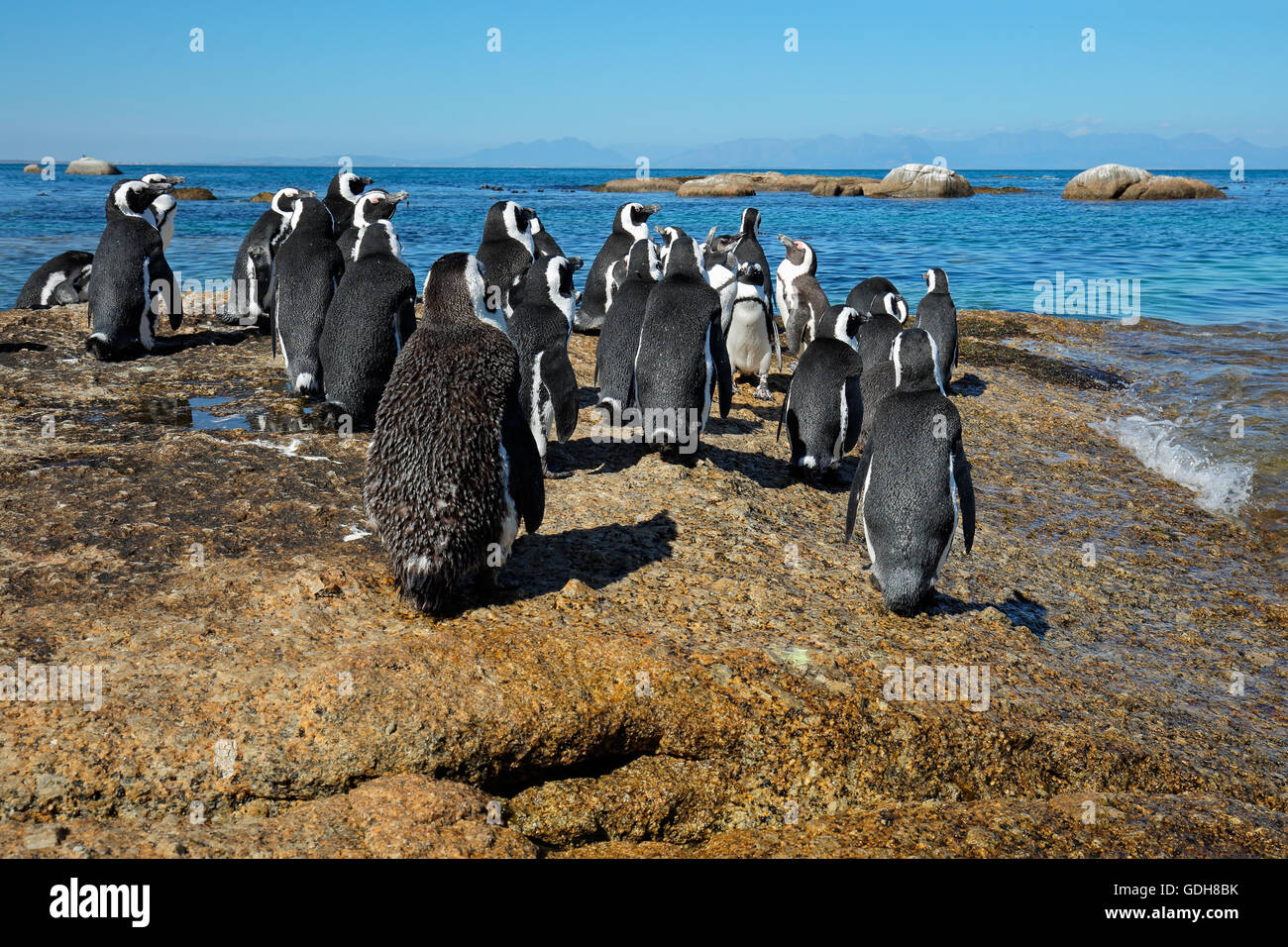 Gruppo di pinguini africani (Spheniscus demersus) seduti sulle rocce costiere, Western Cape, Sud Africa Foto Stock