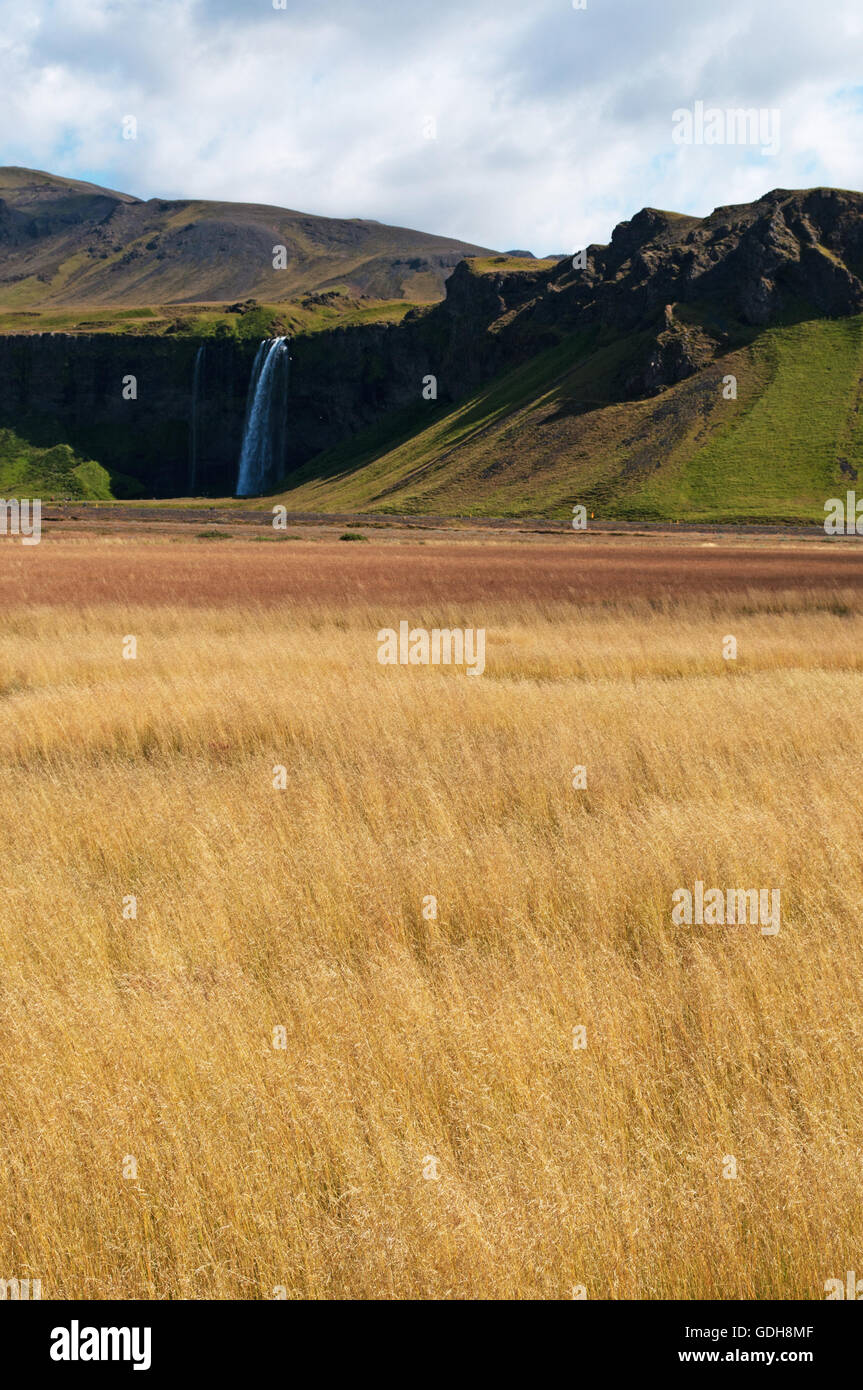Islanda: campi di grano e la cascata di Seljalandsfoss, parte del fiume Seljalands le cui origini nel vulcano ghiacciaio Eyjafjallajokull Foto Stock