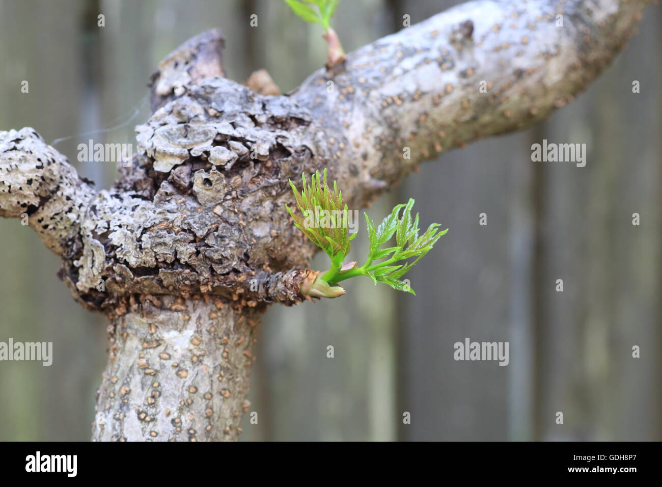 Angelica giapponese-tree (Aralia elata) in Giappone Foto Stock