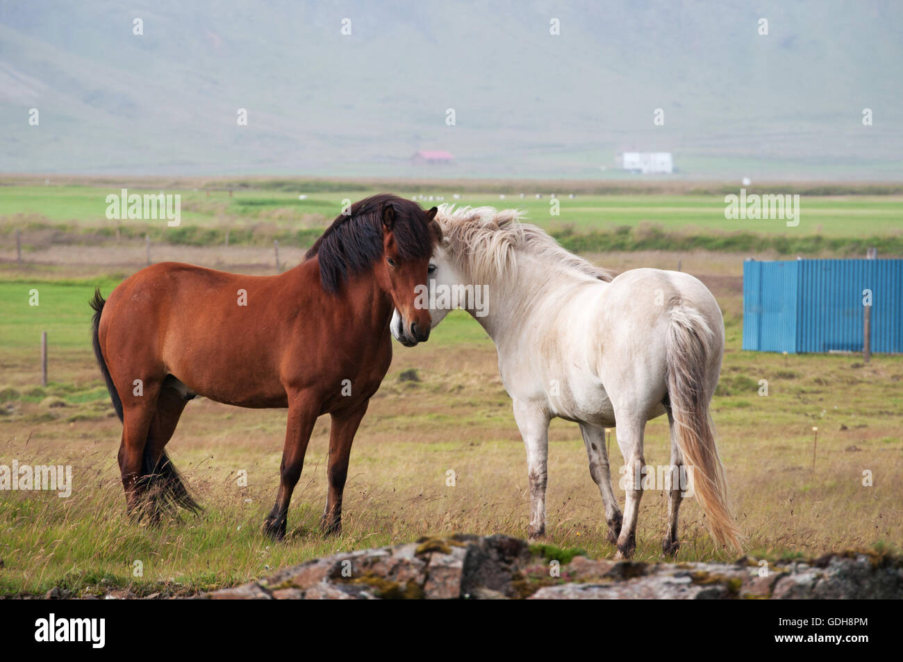 Islanda: campagna e cavalli islandesi. I cavalli islandesi sono parte di una razza autoctona caratterizzata da piccole o pony, dimensioni Foto Stock