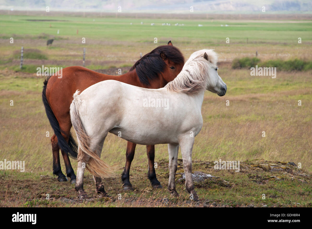 Islanda: campagna e cavalli islandesi. I cavalli islandesi sono parte di una razza autoctona caratterizzata da piccole o pony, dimensioni Foto Stock