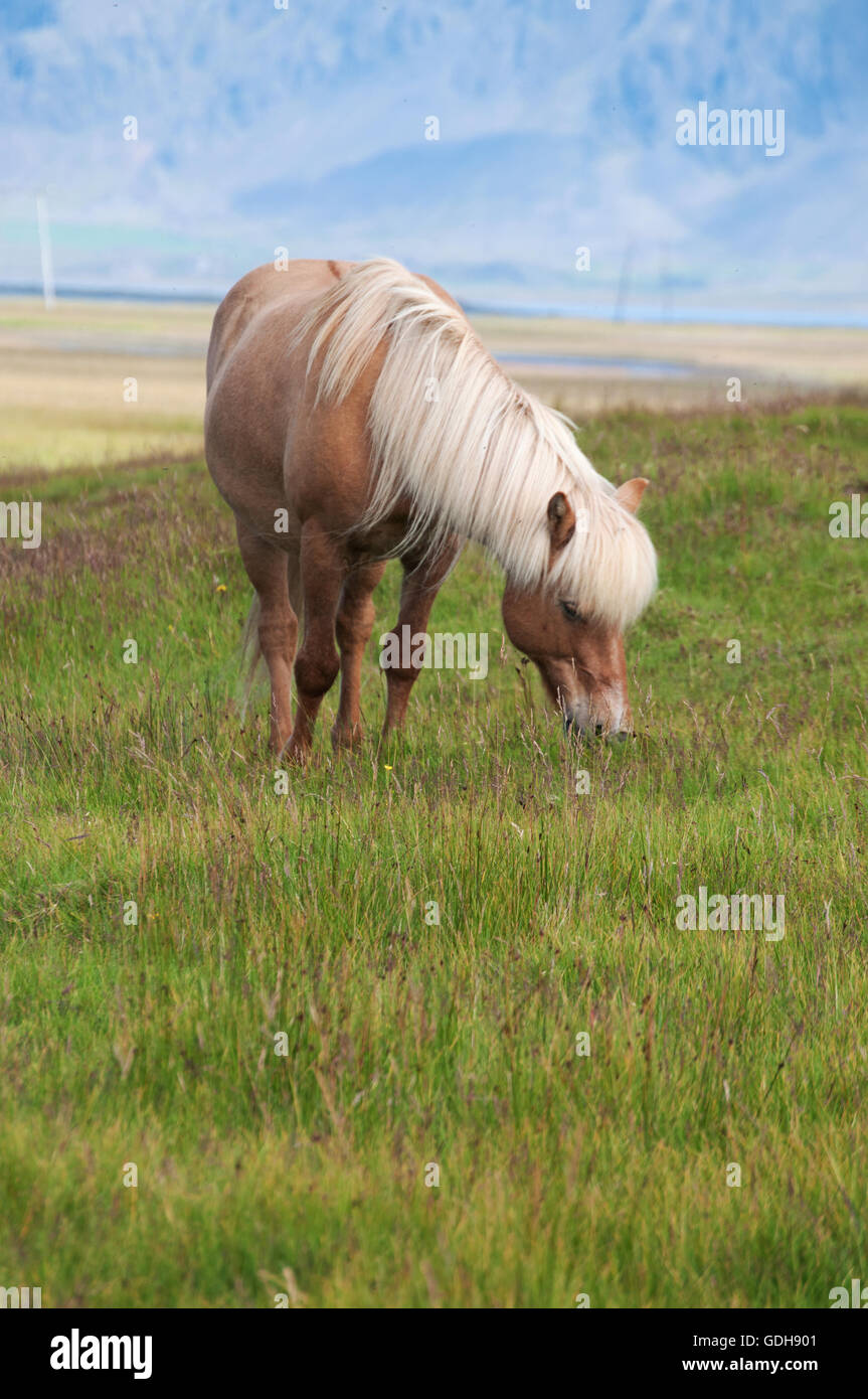 Islanda: campagna e cavallo islandese. I cavalli islandesi sono parte di una razza autoctona caratterizzata da piccole o pony, dimensioni Foto Stock