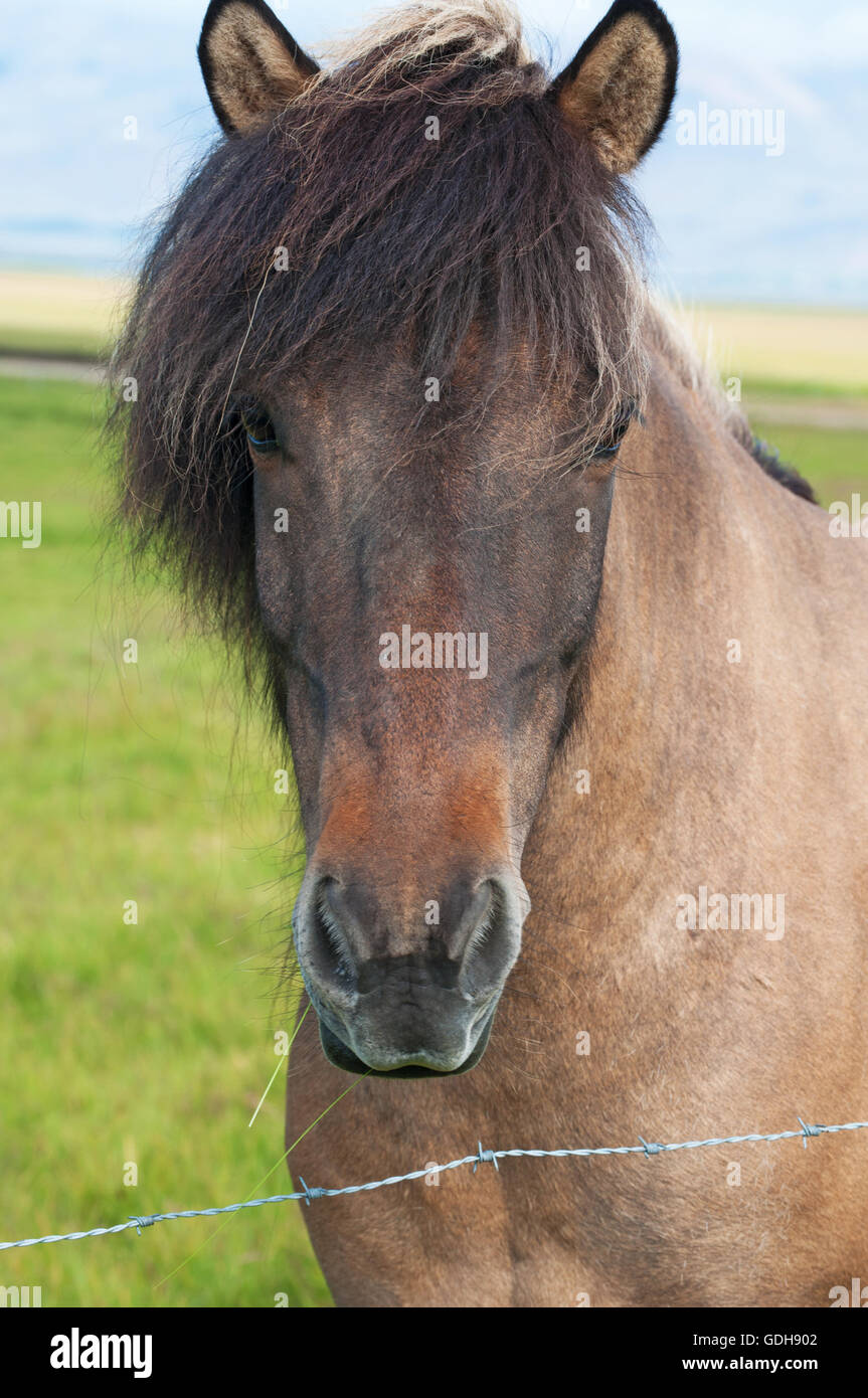 Islanda: campagna e cavallo islandese. I cavalli islandesi sono parte di una razza autoctona caratterizzata da piccole o pony, dimensioni Foto Stock