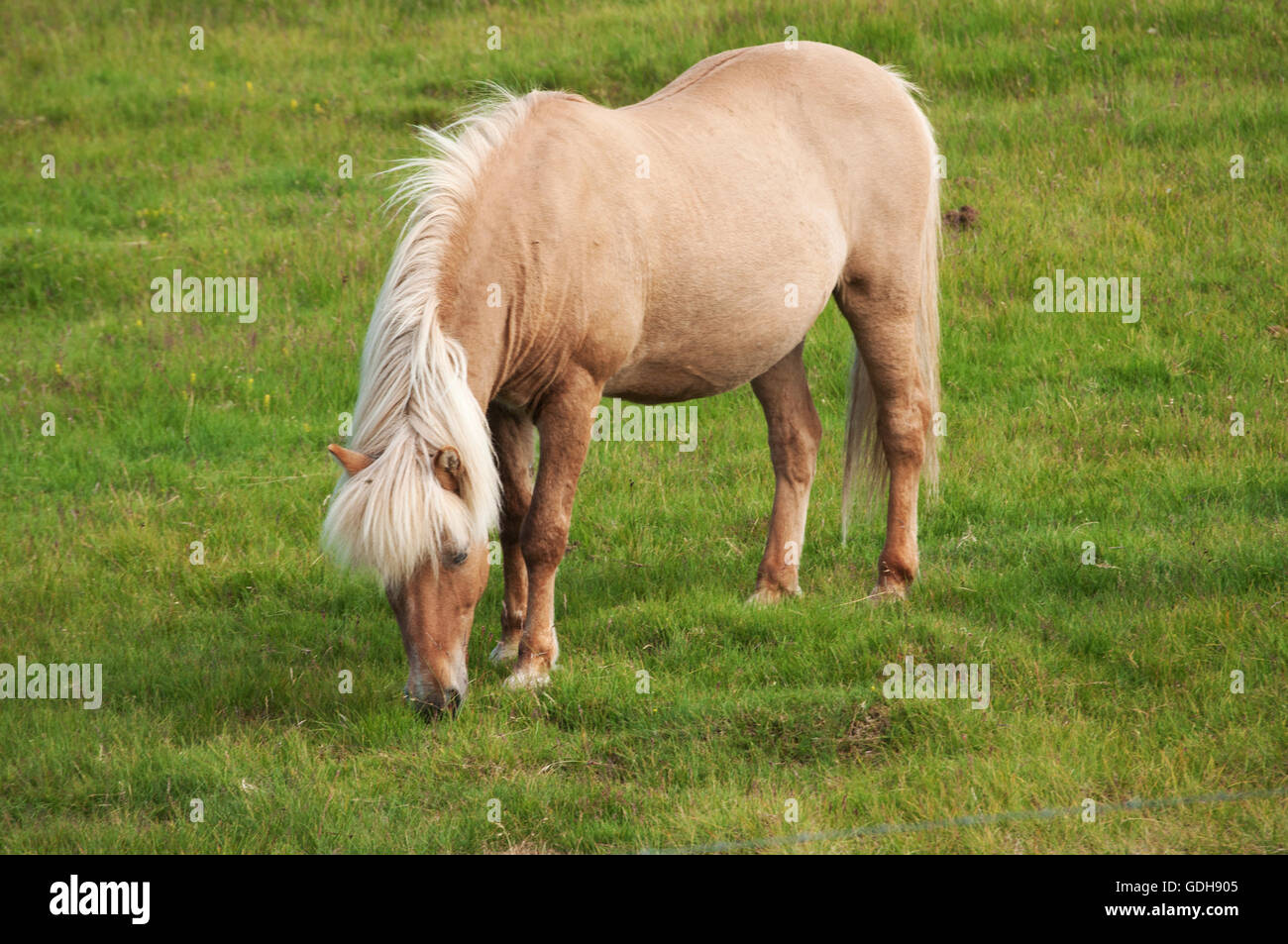 Islanda: campagna e cavallo islandese. I cavalli islandesi sono parte di una razza autoctona caratterizzata da piccole o pony, dimensioni Foto Stock