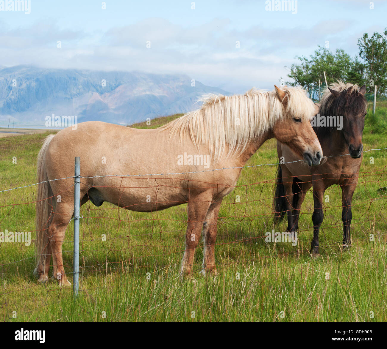 Islanda: campagna e cavalli islandesi. I cavalli islandesi sono parte di una razza autoctona caratterizzata da piccole o pony, dimensioni Foto Stock