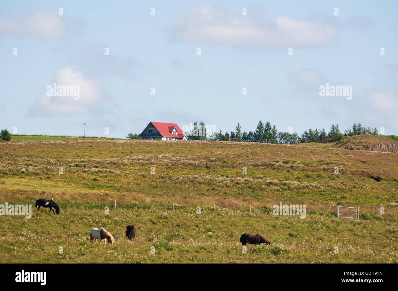 Islanda: una casa colonica nella campagna Islandese Foto Stock