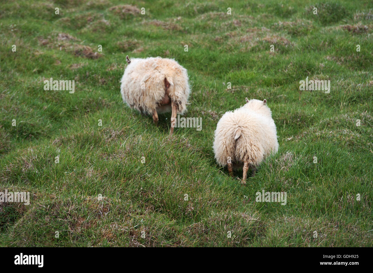 Islanda: due pecore in campagna Islandese Foto Stock