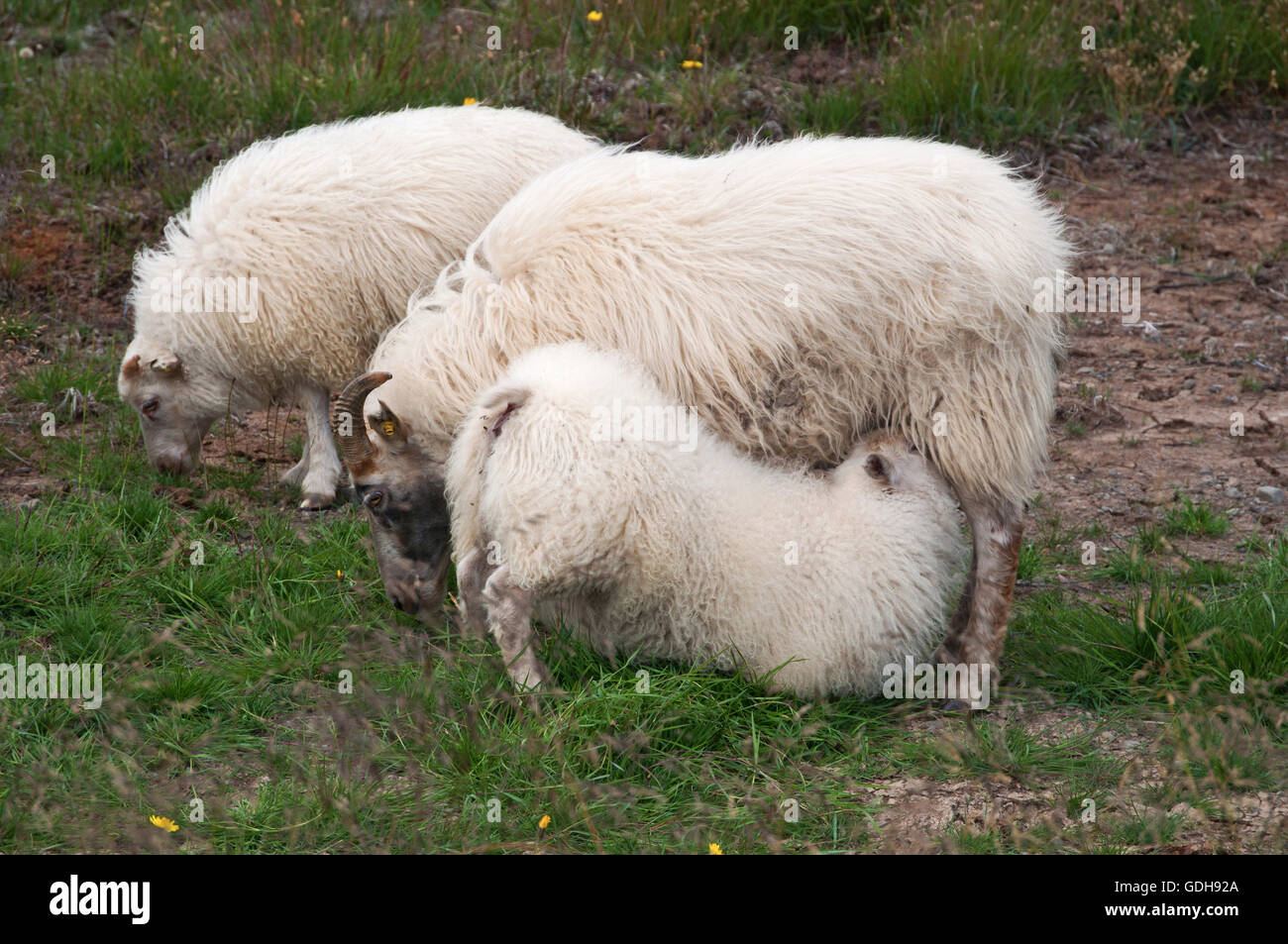 Islanda: una pecora lattante dalla madre nella campagna Islandese Foto Stock