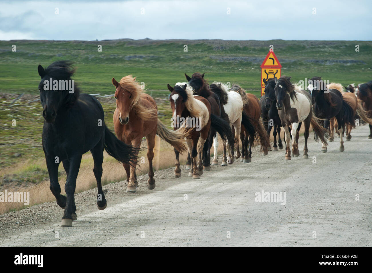 Islanda: cavalli al galoppo su una strada di campagna Islandese Foto Stock