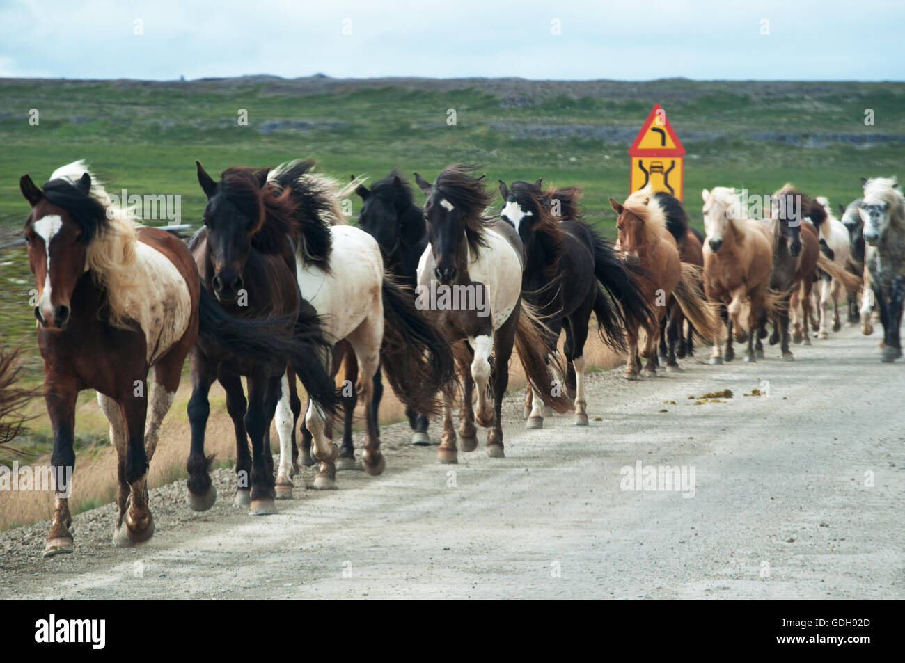 Islanda: cavalli al galoppo su una strada di campagna Islandese Foto Stock