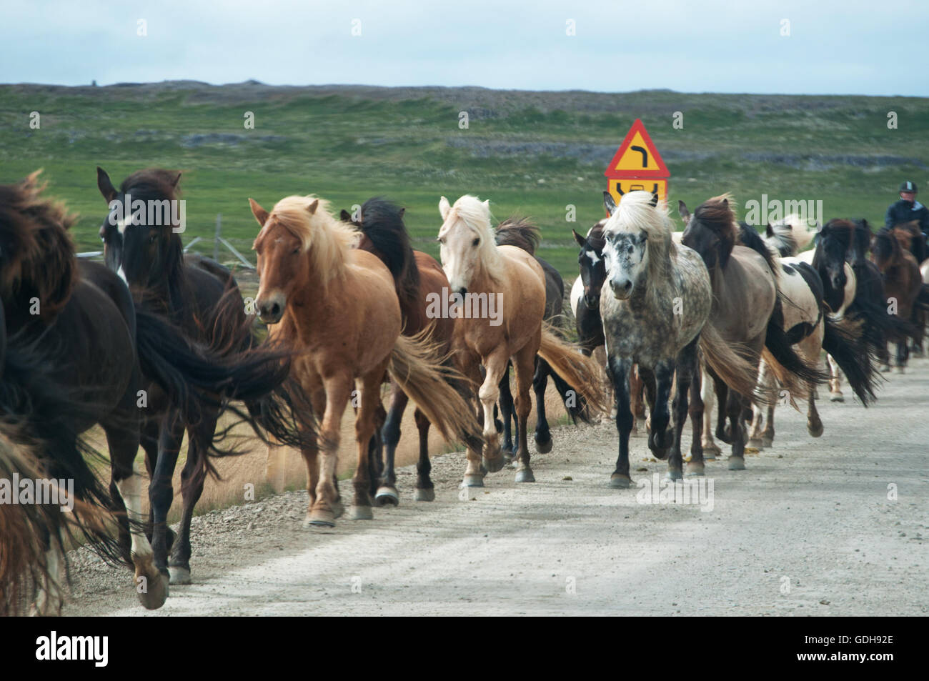 Islanda: cavalli al galoppo su una strada di campagna Islandese Foto Stock