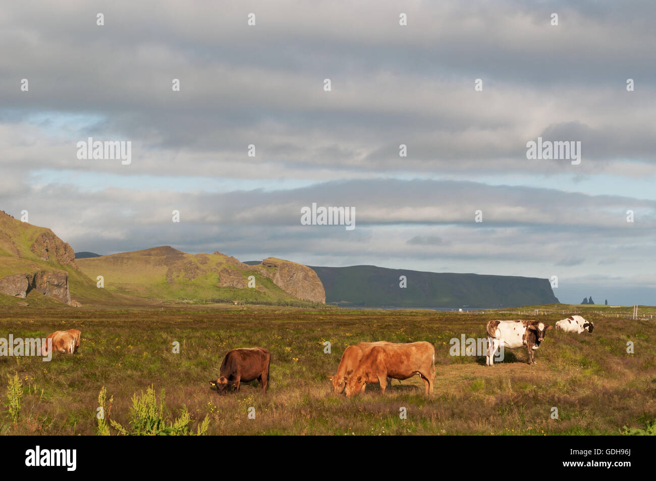 Islanda: mucche al pascolo nella campagna del villaggio di Vik ho Myrdal, il villaggio più meridionale di Islanda Foto Stock