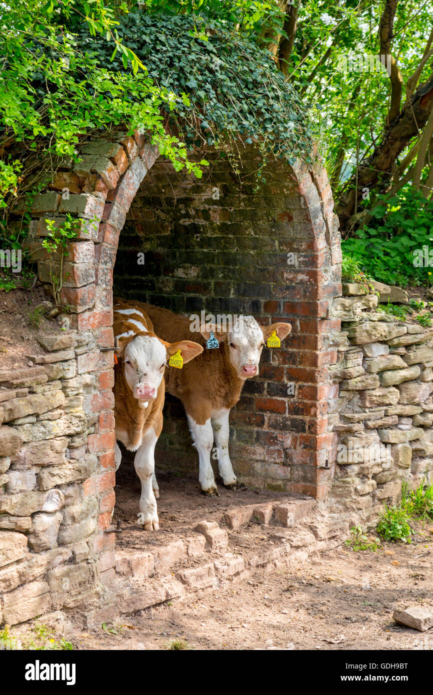 Hereford x Charolais vitelli a Hampton Court Castello, Herefordshire, England, Regno Unito Foto Stock