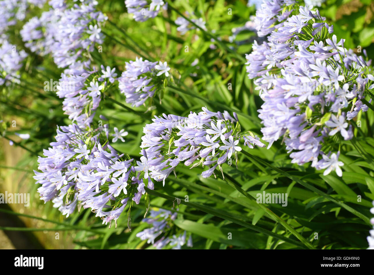 Blu Giglio africano (Agapanthus africanus) in Giappone Foto Stock