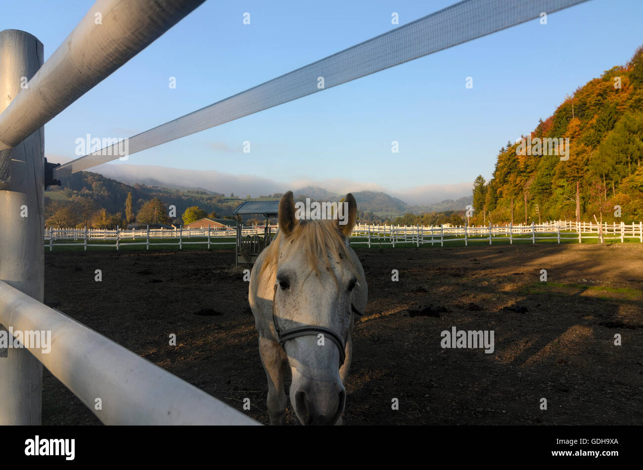 Kirchberg an der Pielach: cavallo fattoria equestre, Austria, Niederösterreich, Bassa Austria, Mostviertel Foto Stock